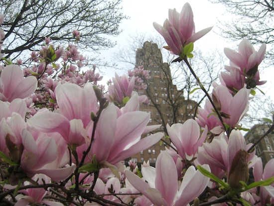 WEEKLY NEWS BULLETIN: FAIRWAY, REAL ESTATE, CENTRAL PARK AND OTHER LOCAL OBSESSIONS