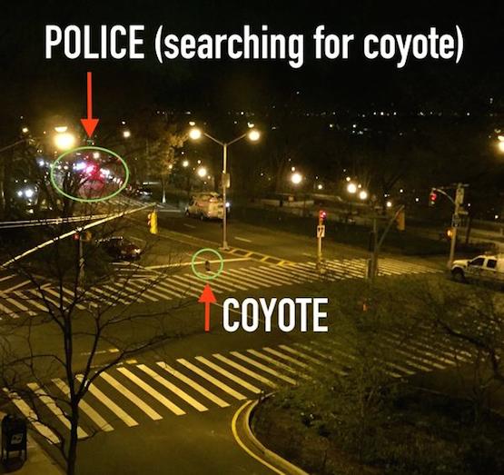 coyote7