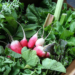 10 CSAs ON THE UPPER WEST SIDE WHERE YOU CAN GET FRESH FOOD FROM LOCAL FARMS