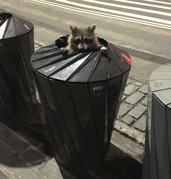 raccoon garbage