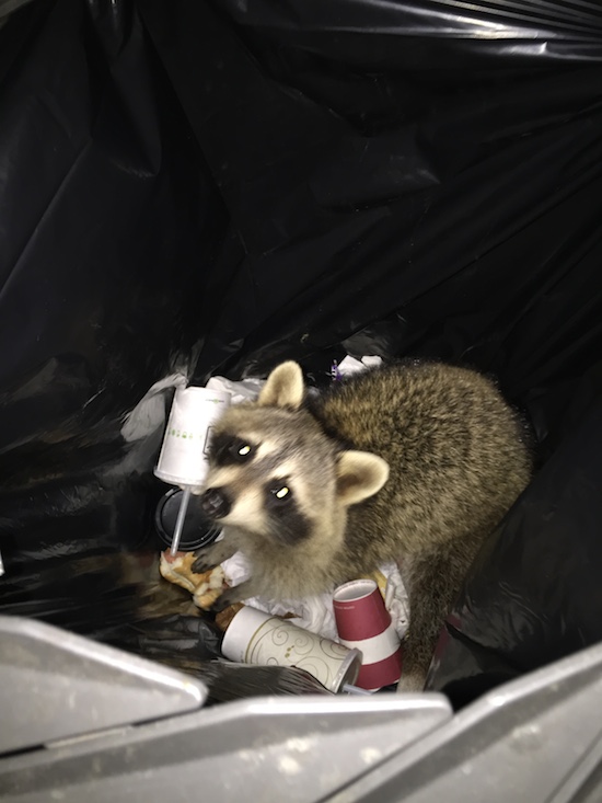 raccoon garbage2