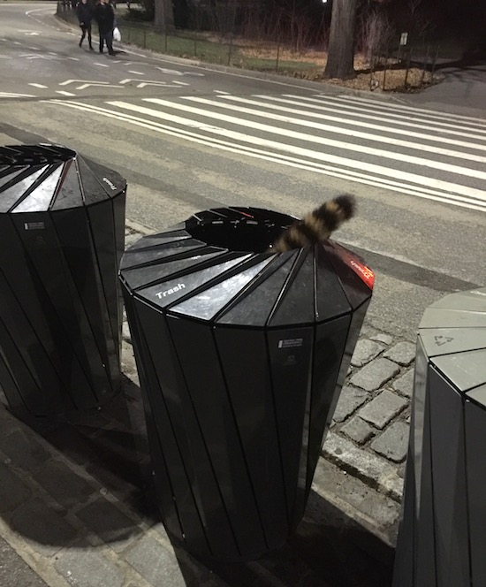 raccoon garbage3