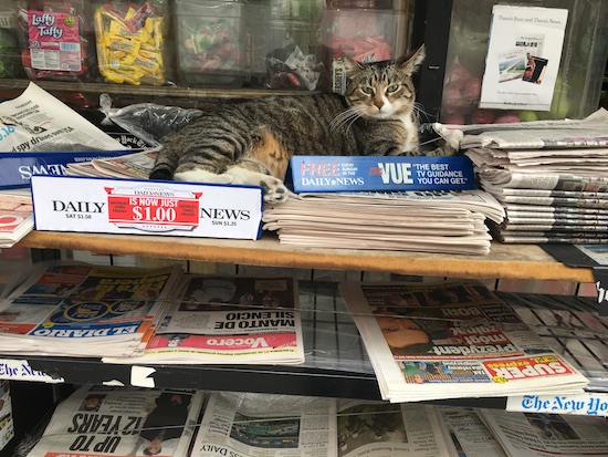 cat newspaper