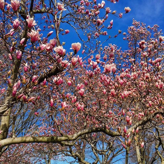 PHOTO OF THE DAY: SPRING BURSTS IN CENTRAL PARK