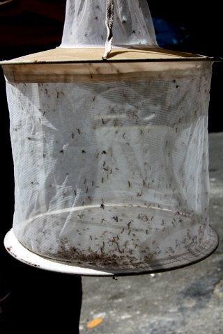 2012.mosquito.trap.may