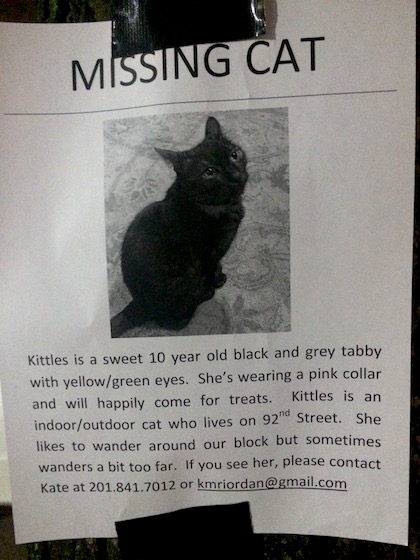 lost cat may 2016
