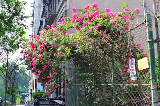 COLUMBIA ‘OBLITERATED’ DECADES-OLD NEIGHBORHOOD GARDEN; RATS MADE THEM DO IT, UNIVERSITY CONTENDS
