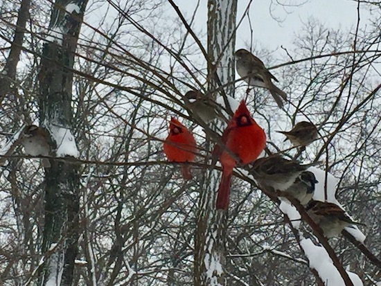cardinals snow
