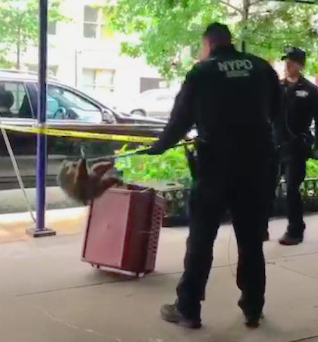 Video: Police Pull Screeching Raccoon From Awning on 86th Street