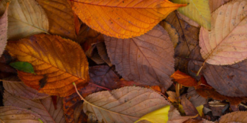 Fallen Leaves Create Evocative Still-Lifes in Riverside Park
