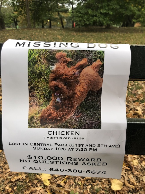 A Dog Named Chicken is Missing, And There's a $10,000 Reward – West Side Rag