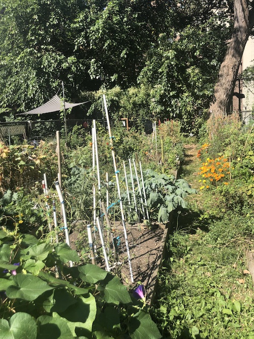 west side rag » how a bountiful garden grew on the upper
