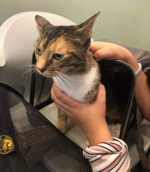 Cat Found in Central Park; Dog Found on Amsterdam