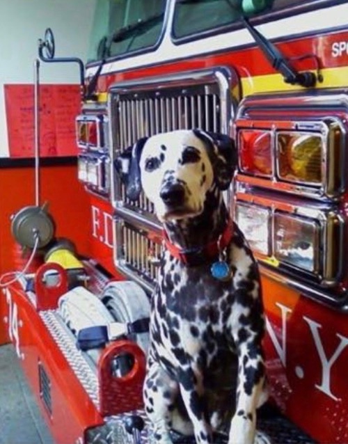 West Side Rag » Yogi the Firehouse Dog 
