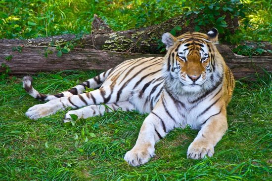 NYC Tiger Tests Positive For Covid-19, Are Other Cats At Risk