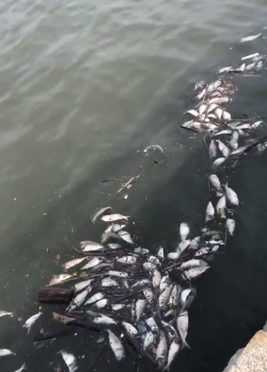 Hudson River Fish Die-Off Was Exacerbated by Climate Change, Scientist Says - westsiderag.com