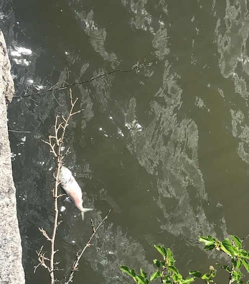 Hundreds of Fish Die in Hudson River, But It's Not an Ominous Sign