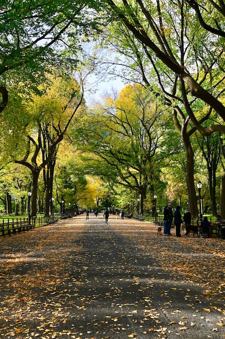 Monday Bulletin: What’s Behind Election Problems, Central Park Music and Roller-Skaters