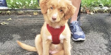 Central Park Conservancy ‘Tightens the Leash’