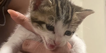 Four Little Kittens: Jerry, George, Kramer and Elaine — and Mama Estelle! Soon Available for Adoption