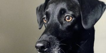 Black Dog Syndrome is Real — And Lola Really Needs a Home