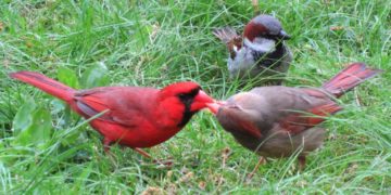 Central Park Birding Report: Red, White, and Blue Birds!