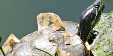 Central Park Birding Report: You Never Know What Wonders You’ll See