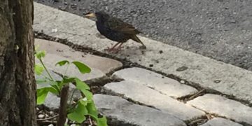 The Bird on the Street