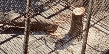 ‘We Would’ve Strapped Ourselves to the Trees’