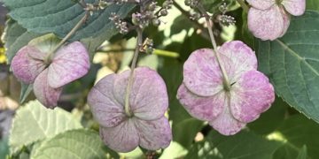 What’s Blooming on the Upper West Side – In the Home Stretch to Labor Day Edition