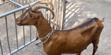 The 2022 G.O.A.T Election Results