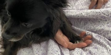 This Chicken is a Dog with a Mission