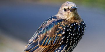 Monday Bulletin: ‘Where Have All the Voters Gone?’ Are We a Gerontocracy? Boathouse Saved