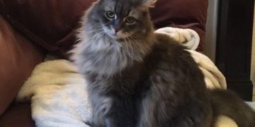 Upper West Side Mews: Cat Stories