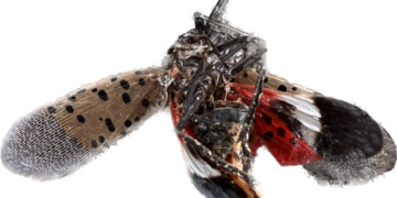 Spotted Lanternflies: Beautiful, But Squish Them We Must