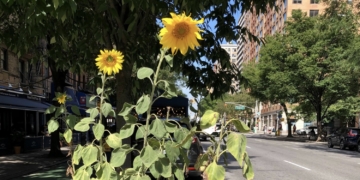 Monday Bulletin: Kitties Wanted; Mosquitos Not; No More Lox!