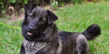 Pupper West Side: Barry Is A Rescue from Montana With A Rags-To-Riches ‘Tail’