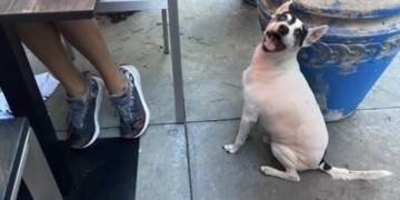 Updated: Found Dog, Missing Owner (Found)