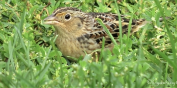 Central Park Birding Report: Splendor in the Grass