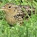 Central Park Birding Report: Splendor in the Grass