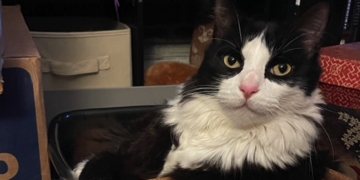 West Side Mews: Lord Wendall Kittycat of the Upper West Side