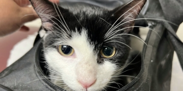 CLYDE THE KITTEN IS RETURNED! ‘A True New York Miracle’
