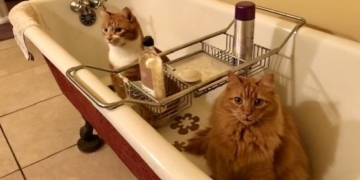 West Side Mews: A Super-Starry Lifestyle for Two Golden UWS Kitties