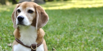 Pupper West Side: Pablo Has a Beagle’s Hunting Instinct for Discovering Treasures in Central Park
