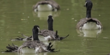 The Short but (Hopefully) Happy Lives of the Angel Wing Goslings of Central Park