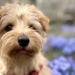 Pupper West Side: Mathilde is a Norfolk Terrier with French Ancestry and A Nose for Croissants