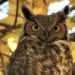 Central Park Birding Report: A Parliament of Owls