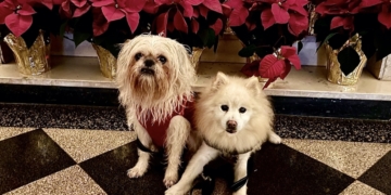 Pupper West Side: Season’s Greetings from Seniors Lucas and Dawg