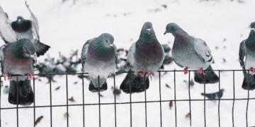 Throwback Thursday: Snow Was What We Needed