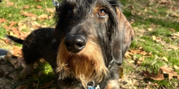 Pupper West Side: Albus Dumbledog Is as Kind-Hearted as his Namesake With a Beard to Match